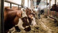 Person cleaning out stalls in a barn full of cows